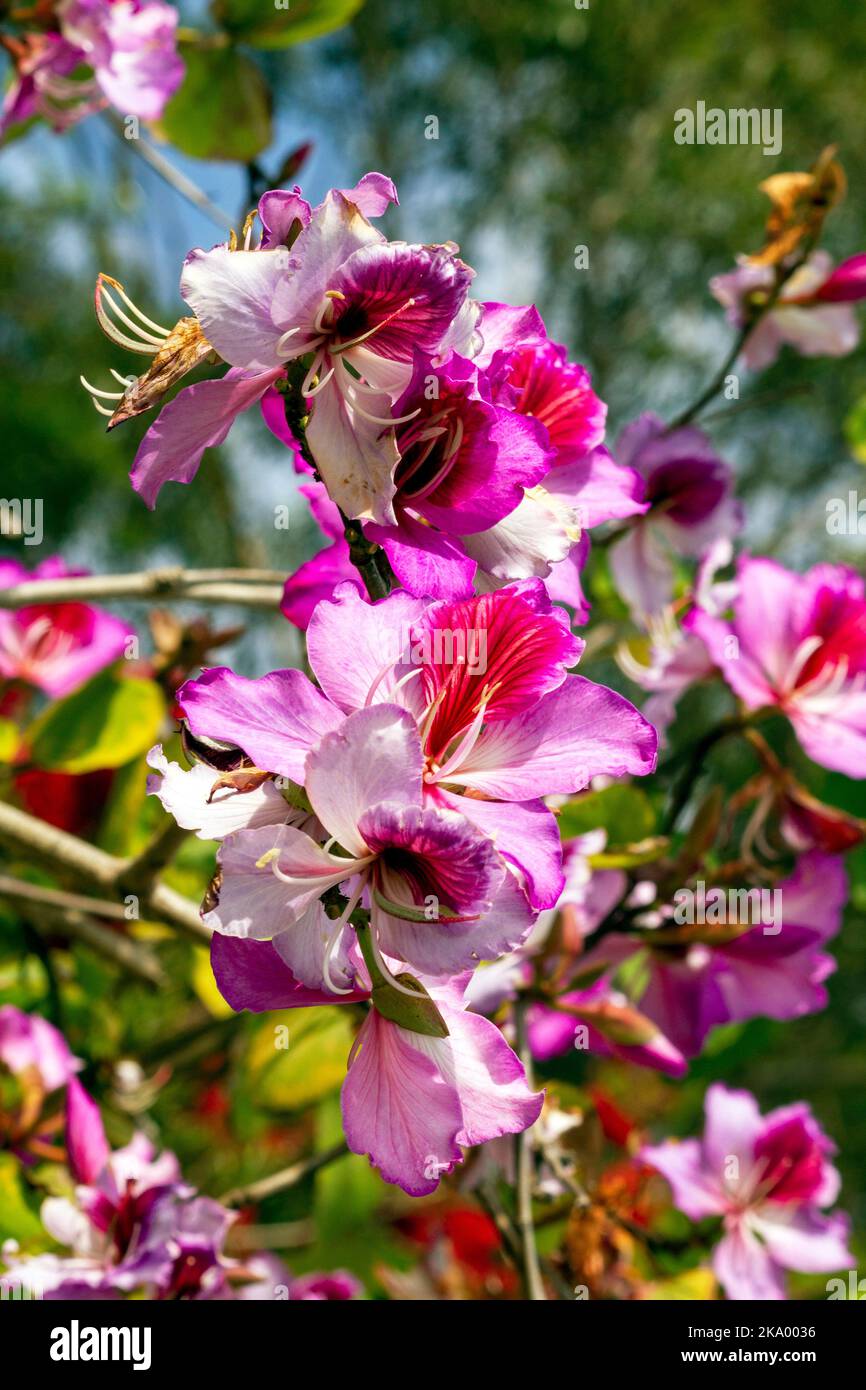 Close-up of Orchid Tree (Bauhinia Variegata Purpurea) in Sydney, NSW, Australia (Photo by Tara Chand Malhotra) Stock Photo