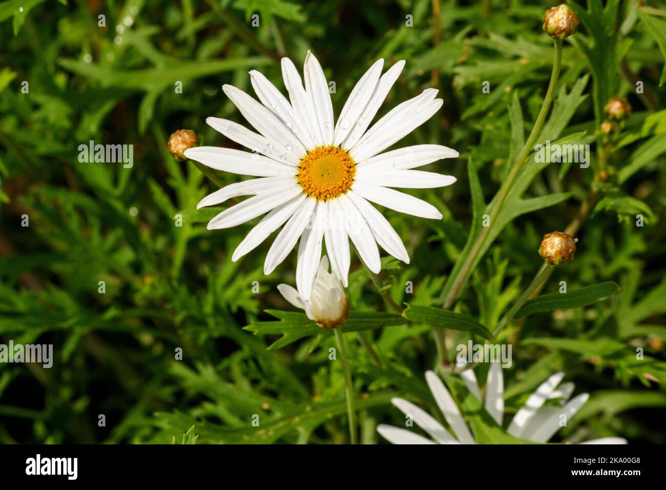 A White Daisy flower at a backyard in Sydney, NSW, Australia (Photo by