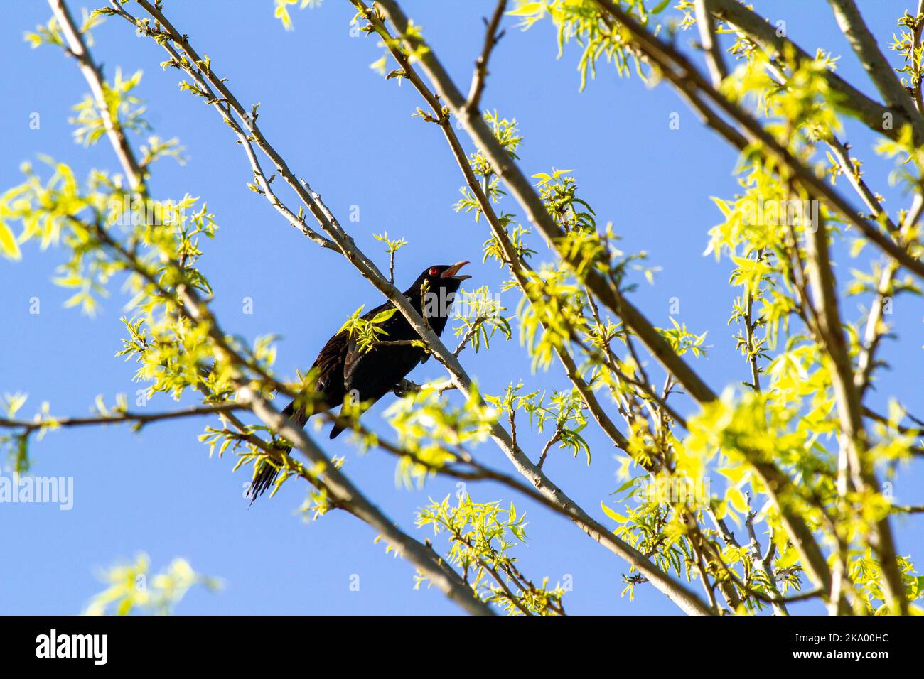 Corcorax A white-winged chough (Corcorax melanorhamphos) perched on a tree in ...