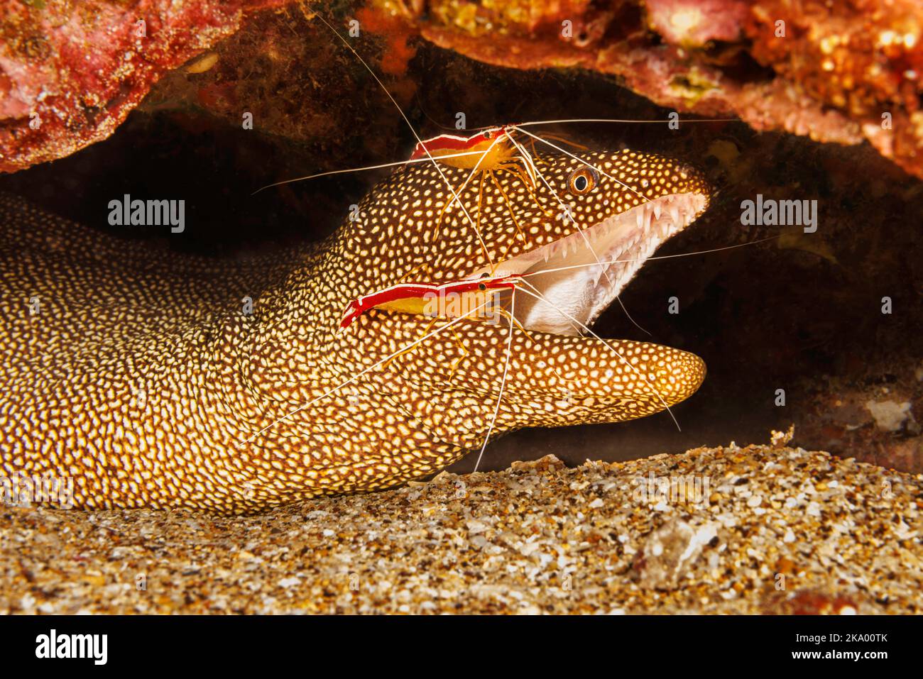 A look into the mouth of a whitemouth moray eel, Gymnothorax meleagris, that is getting inspected by two scarlet cleaner shrimp, Lysmata amboinensis, Stock Photo