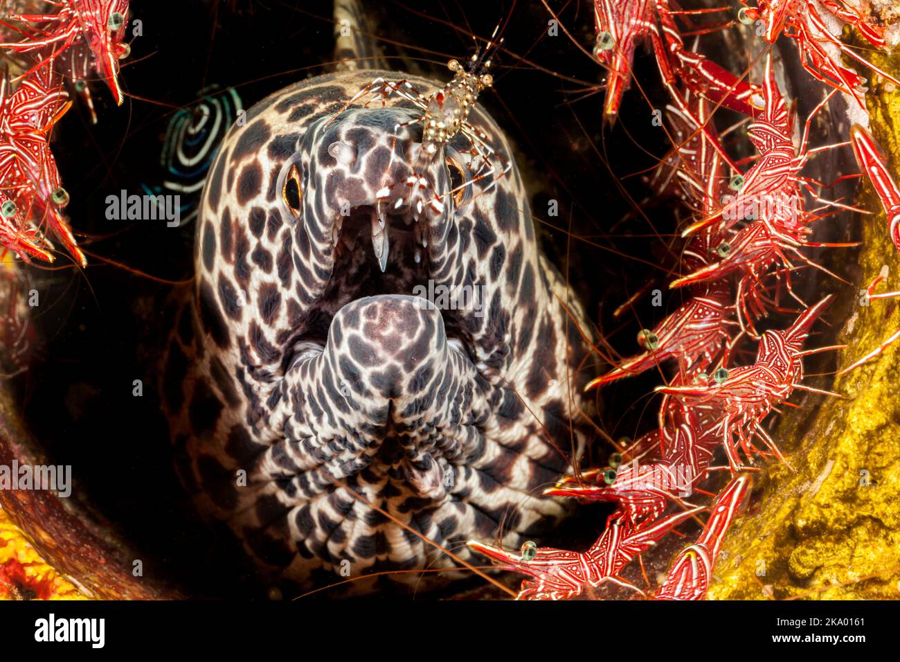 This honeycomb moray eel, Gymnothorax favagineus, is surrounded by male and female dancing shrimp, Rhynchocinetes uritai, and has a cleaner shrimp, Ur Stock Photo