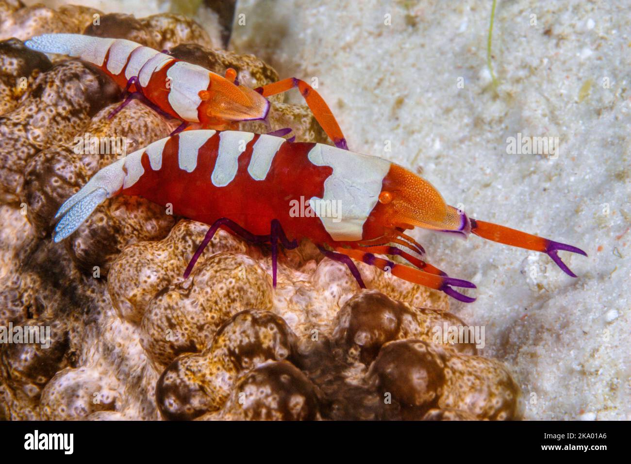 The imperial shrimp, Periclemenes imperator, is often found in pairs on nudibranch and, as in this case, on the six foot long sea cucumber, Synapta ma Stock Photo
