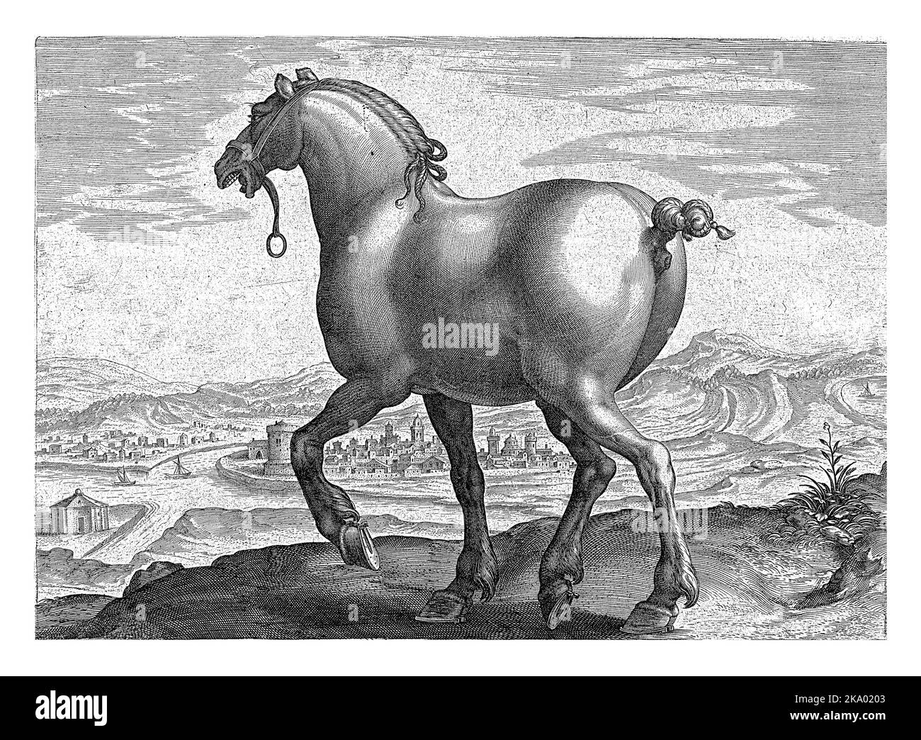 A Saxon horse, seen from behind. The print has a Latin caption and is