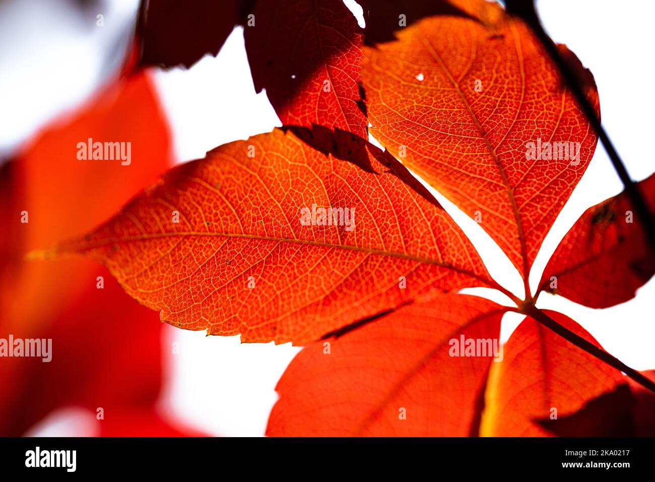 Background. Parthenocissus. autumn leaves in backlight. Yellow autumn leaves. A cozy autumn landscape with bright autumn leaves with backlight in a pa Stock Photo