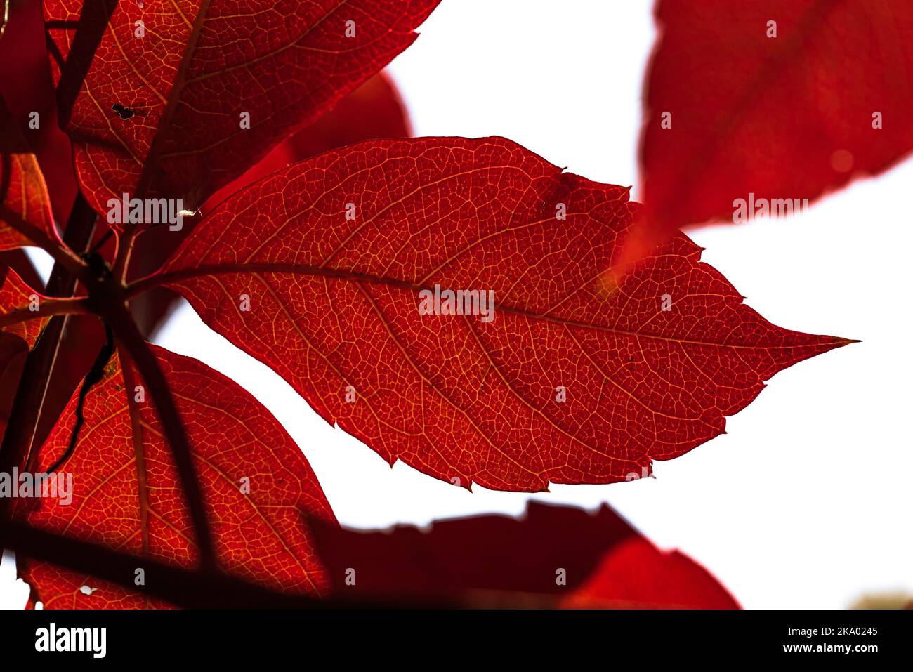 Background. Parthenocissus. autumn leaves in backlight. Yellow autumn leaves. A cozy autumn landscape with bright autumn leaves with backlight in a pa Stock Photo