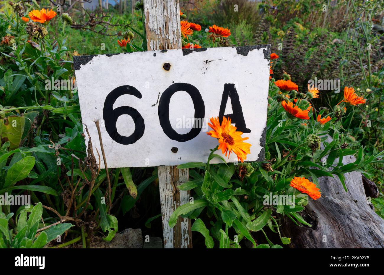 Wooden post with the number 60A on it, painted white Stock Photo