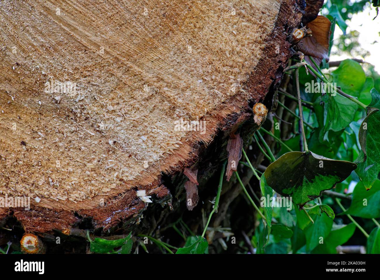 Close up of growth rings from a cut felled tree trunk Stock Photo