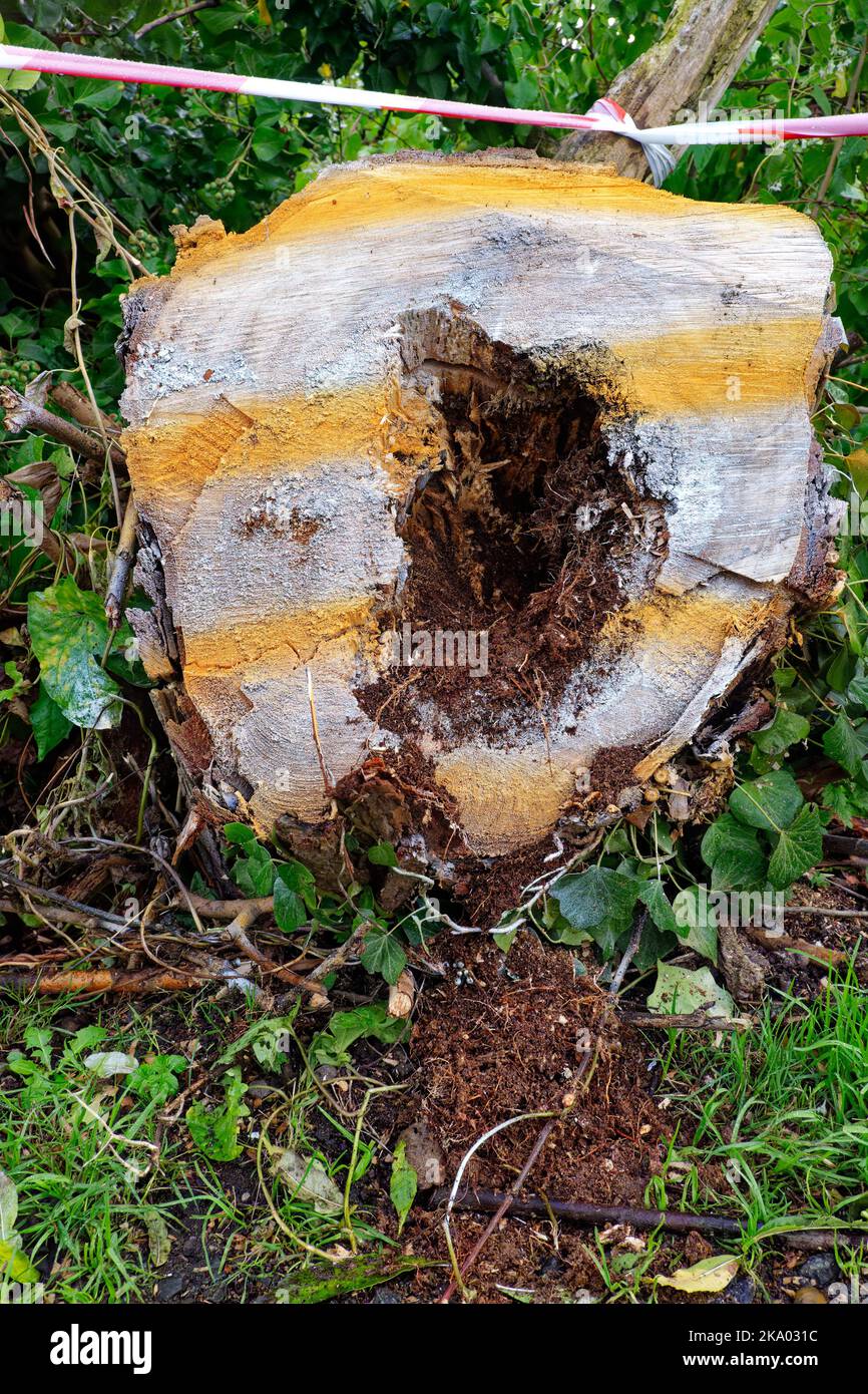 Cracks and fissures with warning paint on a fallen tree trunk cut for safety. Stock Photo