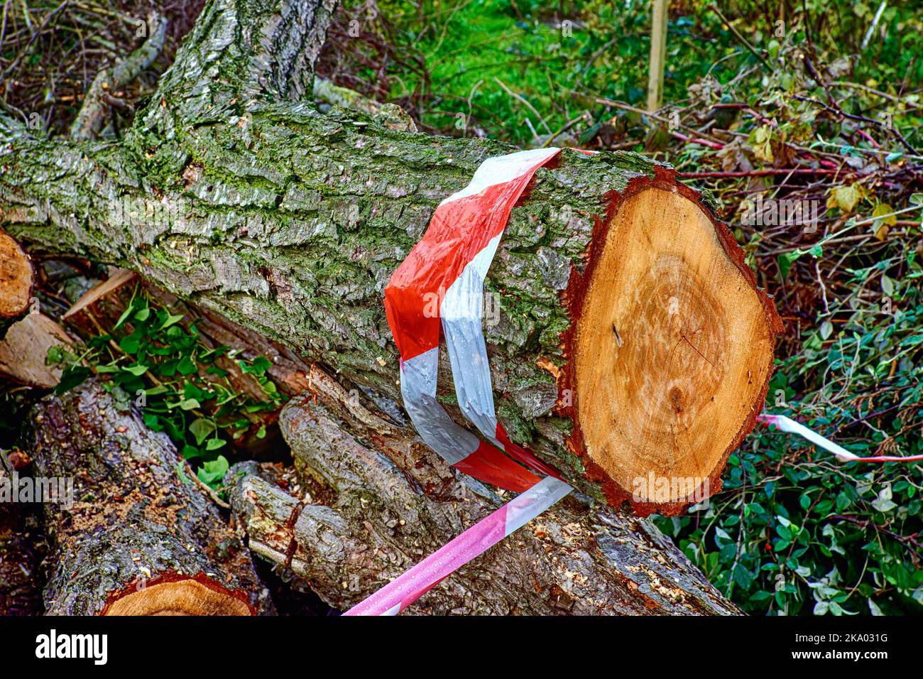 Safety warning red tape around fallen tree trunks that have bene cut Stock Photo