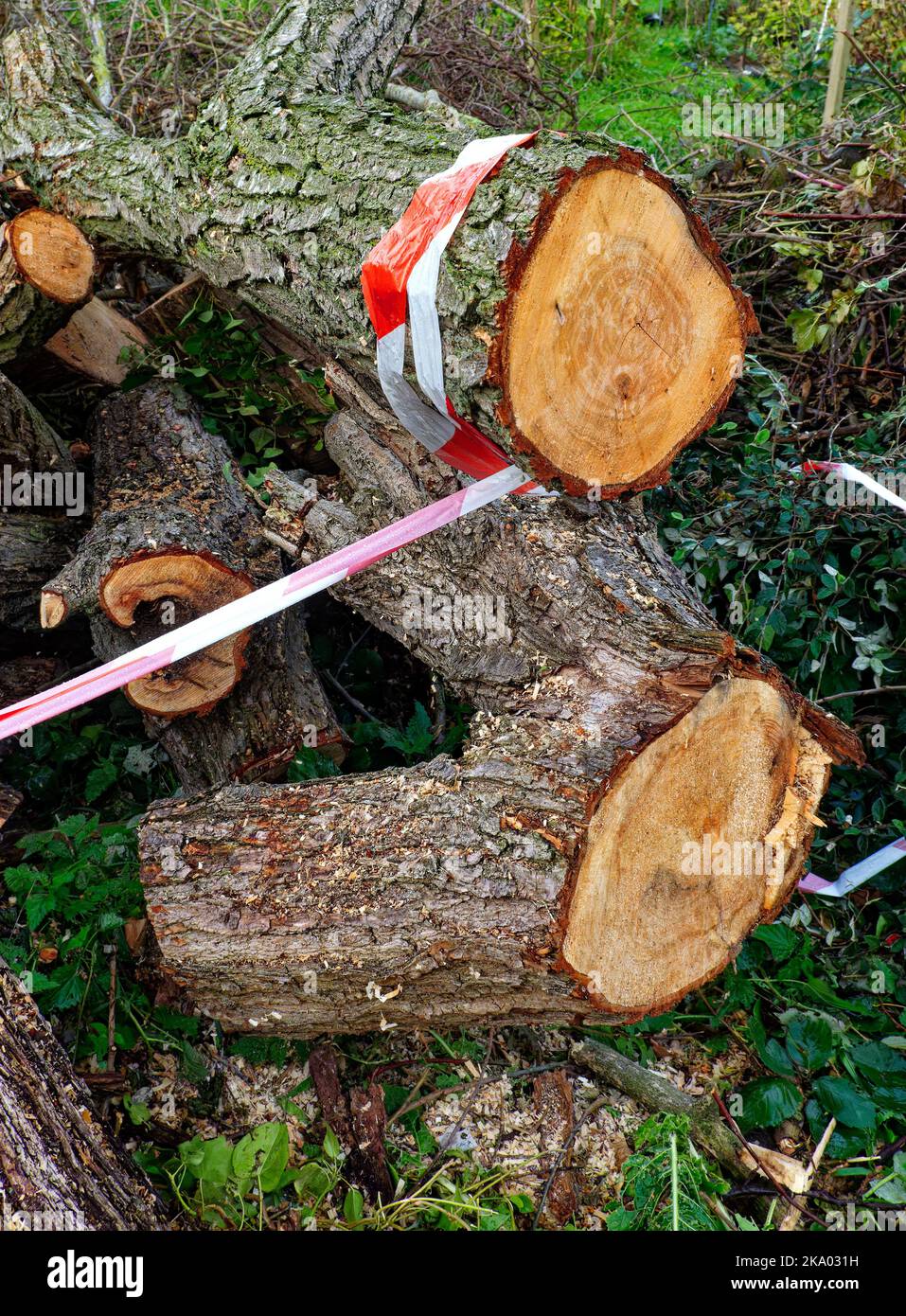 Safety warning red tape around fallen tree trunks that have bene cut Stock Photo