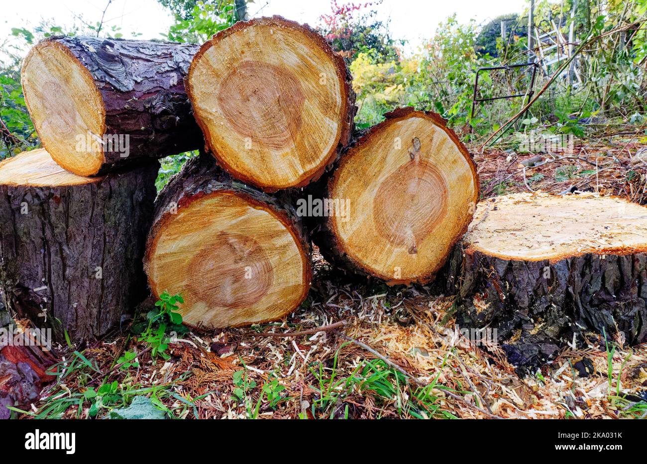 Cut down tree trunk with sawdust and growth rings showing. Stock Photo