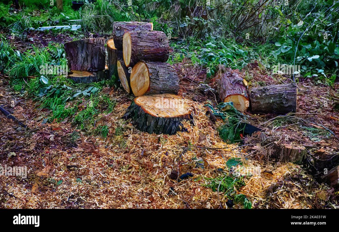 Cut down tree trunk with sawdust and growth rings showing. Stock Photo