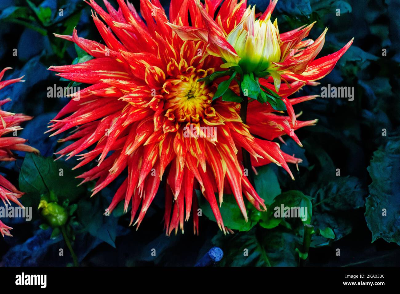 red Dahlia head with yellow tips on the petals Stock Photo
