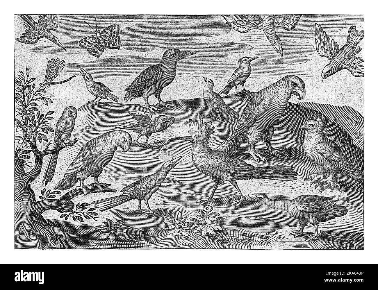 Hoopoe and other birds, Nicolaes de Bruyn, 1594, vintage engraved Stock