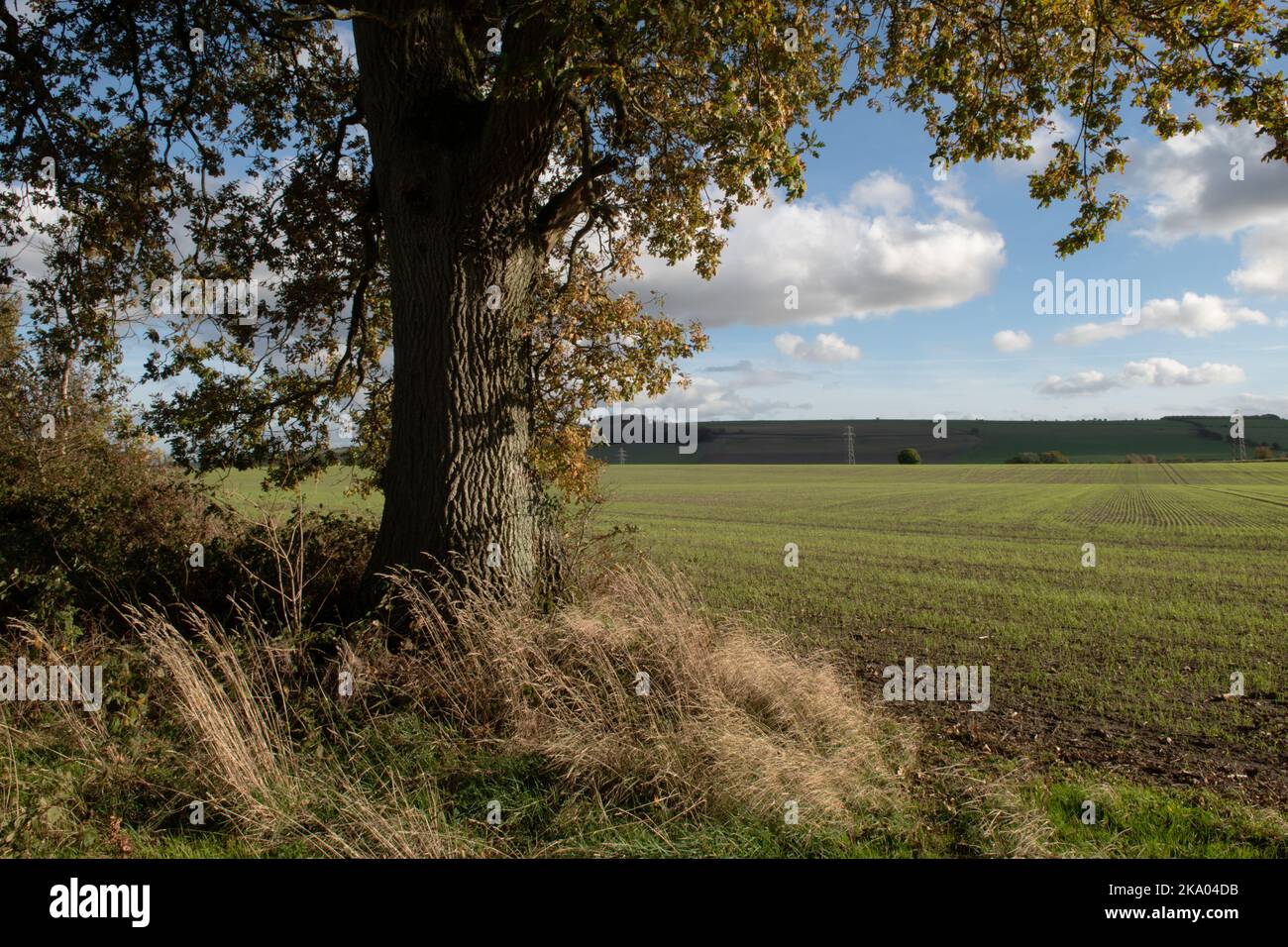 Oak Tree near Urchfont, Wiltshire, England, UK Stock Photo Alamy