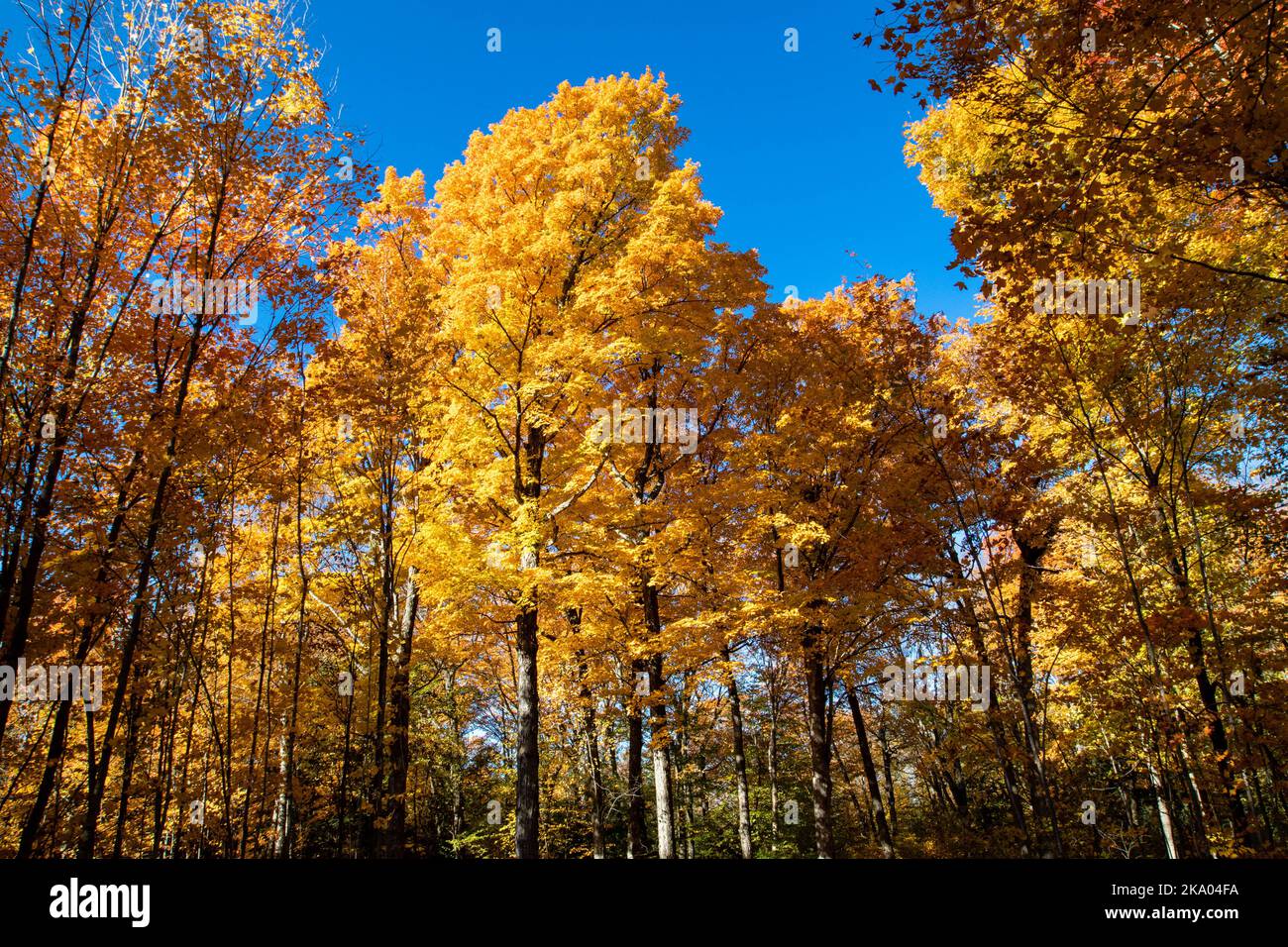 Autumn trees in Wisconsin with a blue sky, horizontal Stock Photo