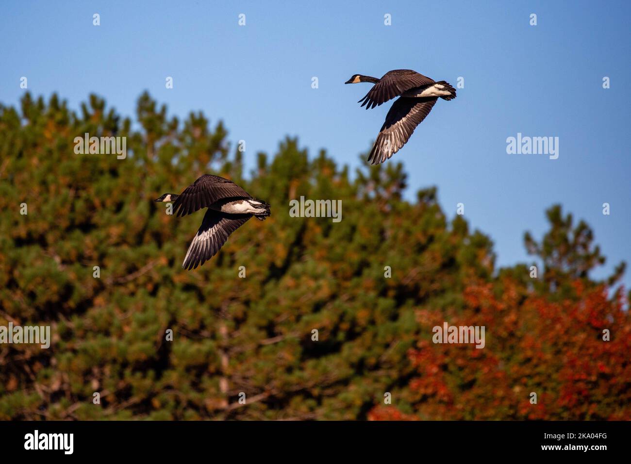Canada geese (Branta canadensis) flying in a blue sky and fall colors, horizontal Stock Photo