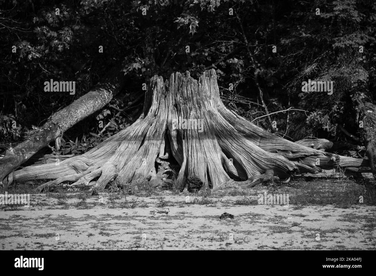 Drift wood from an old stump on the shoreline of a Wisconsin lake in black & white, horizontal Stock Photo