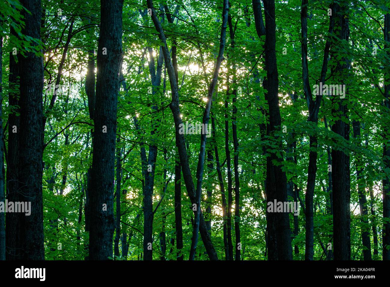 Sunny forest wallpaper sun rays hi-res stock photography and images - Alamy