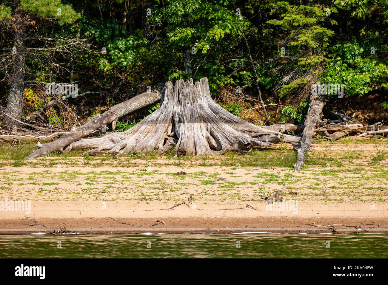 Drift wood from an old stump on the shoreline of a Wisconsin lake, horizontal Stock Photo