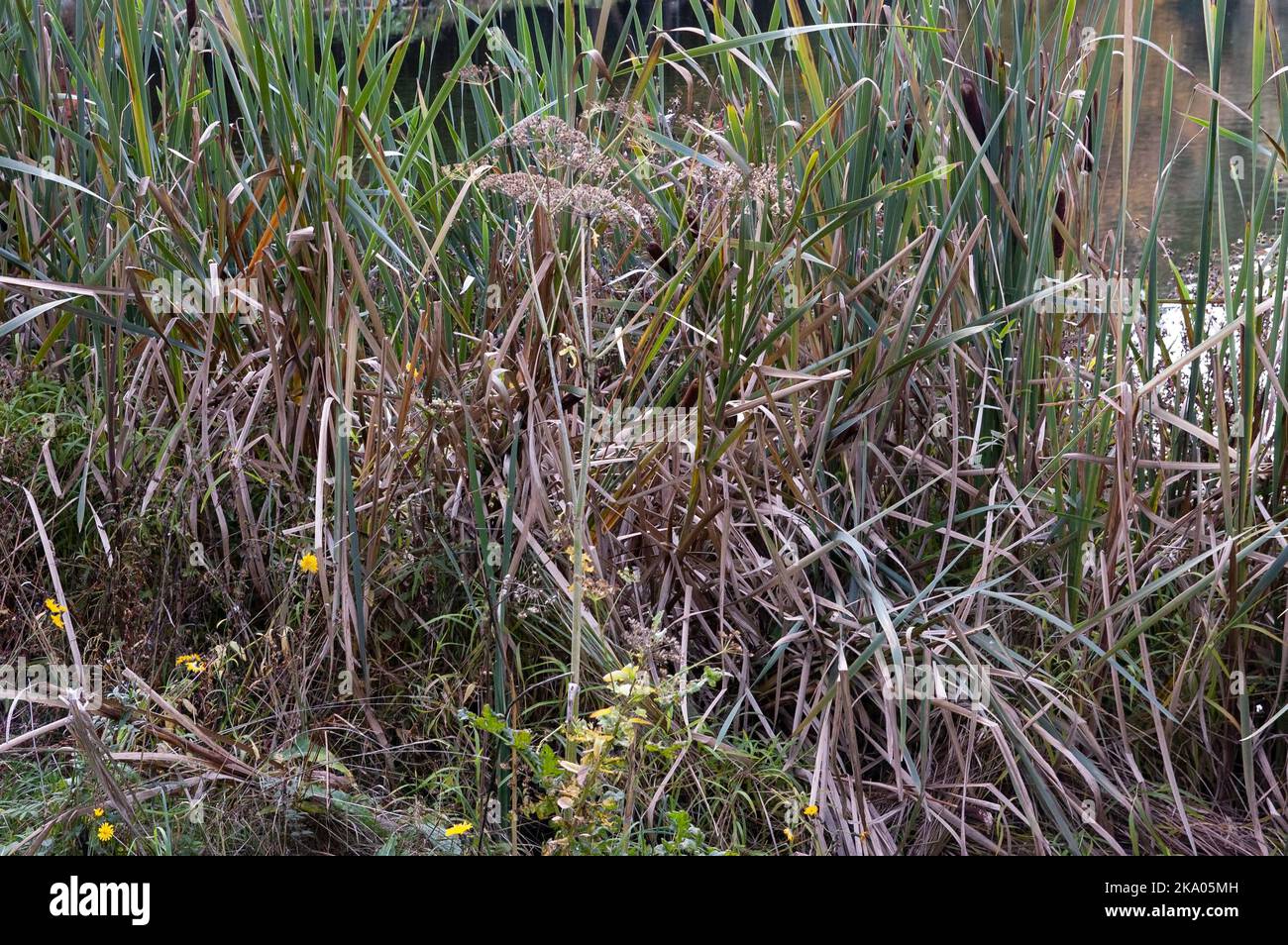 Reeds on edge calm hi-res stock photography and images - Alamy