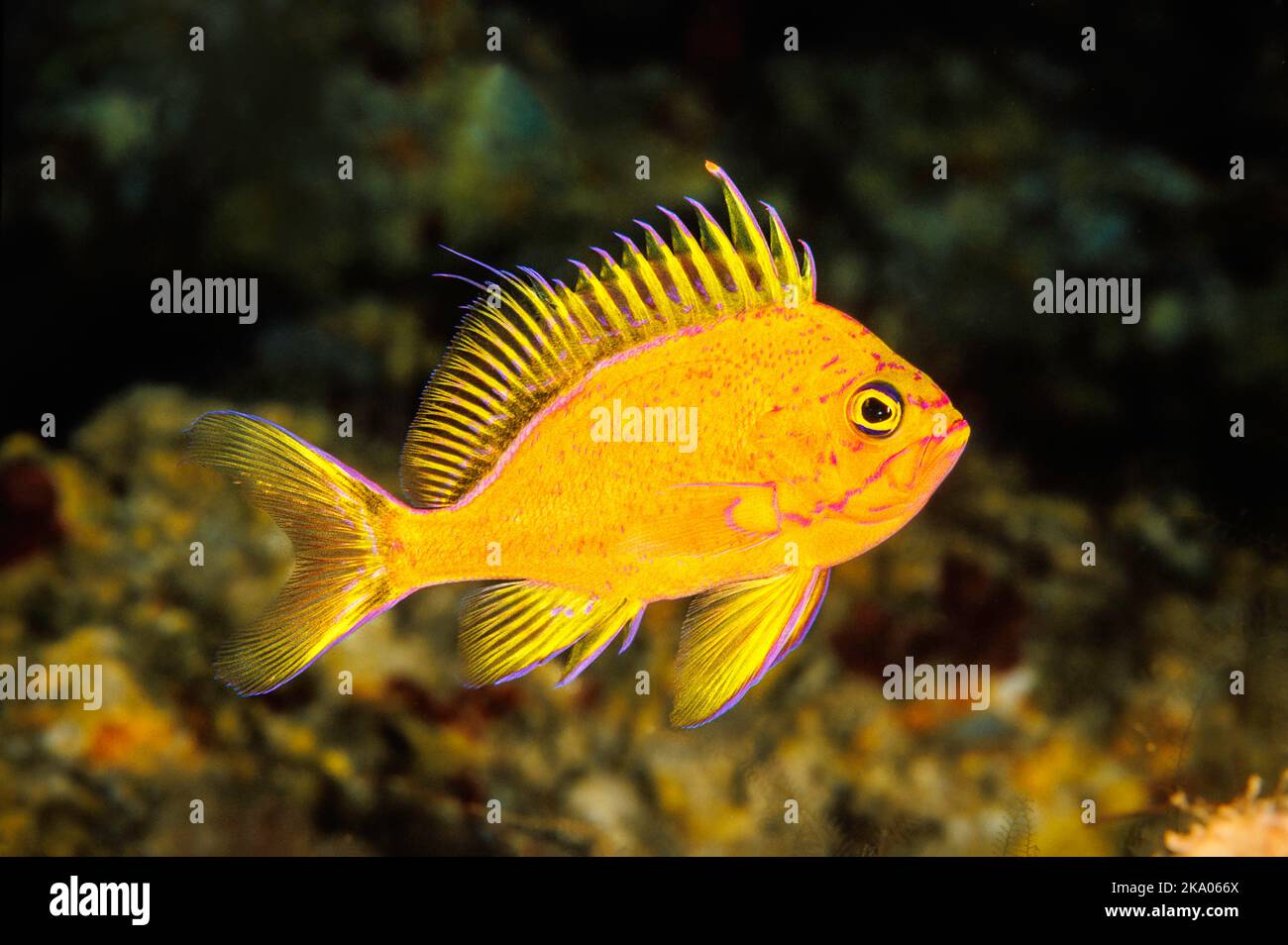 This deepwater anthias (endemic), Odontanthias fuscipinnis, was first identified with submersibles and is also referred to as the yellow Hawaiian anth Stock Photo