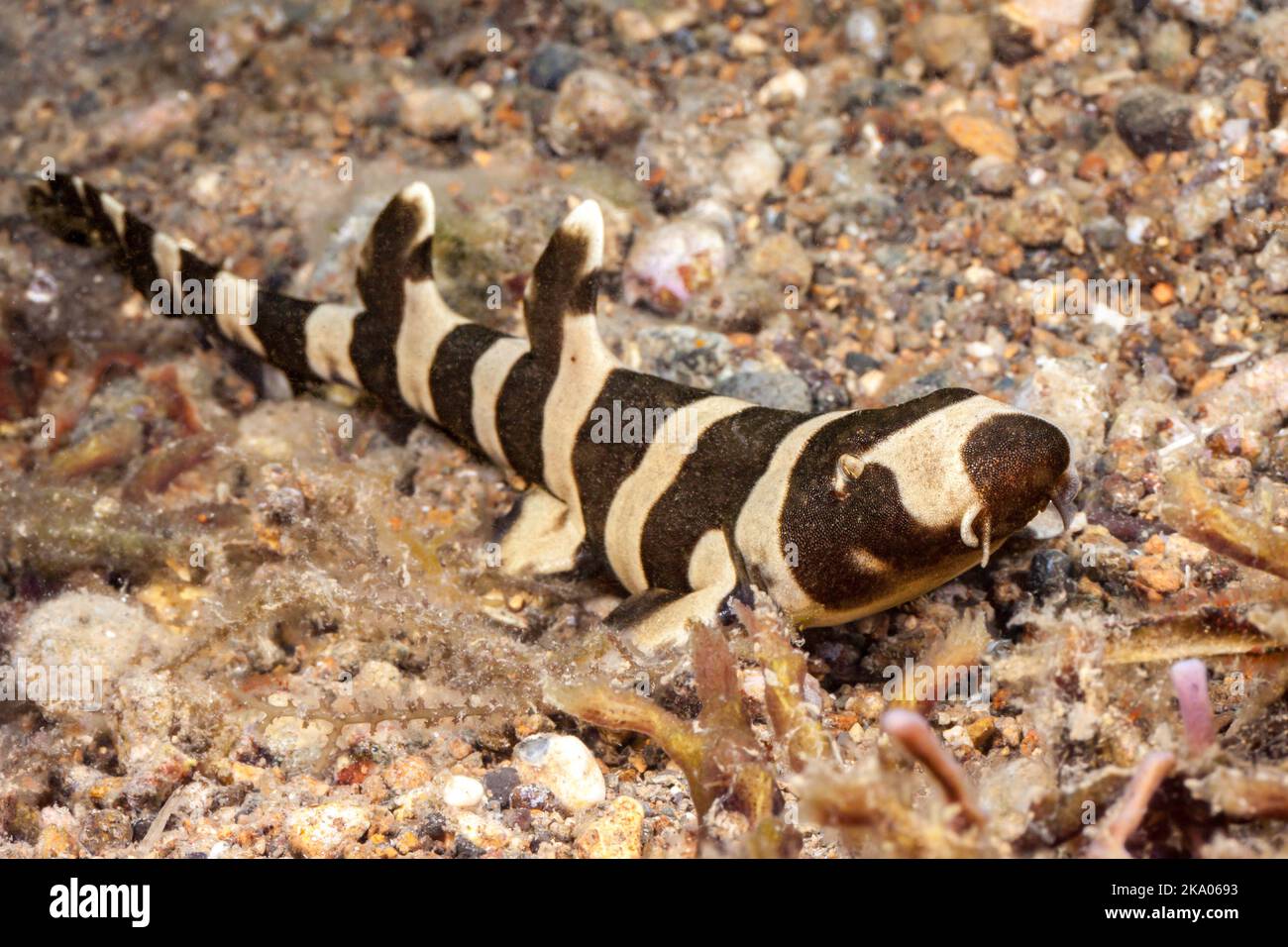 A juvenile brownbanded catshark or bamboo shark, Chiloscyllium