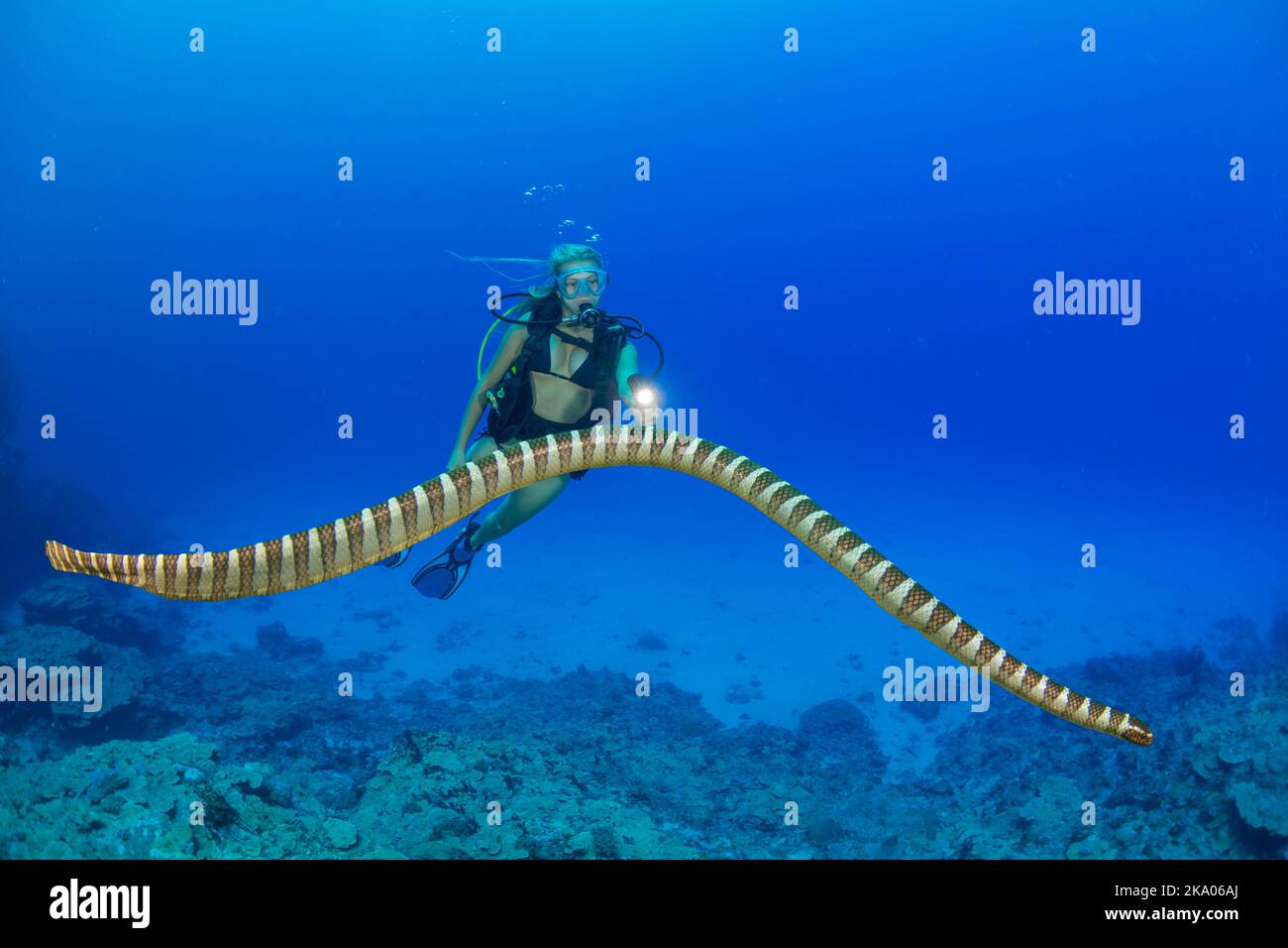 A diver (MR) and an annulated sea snake, Hydrophis cyanocinctus, is