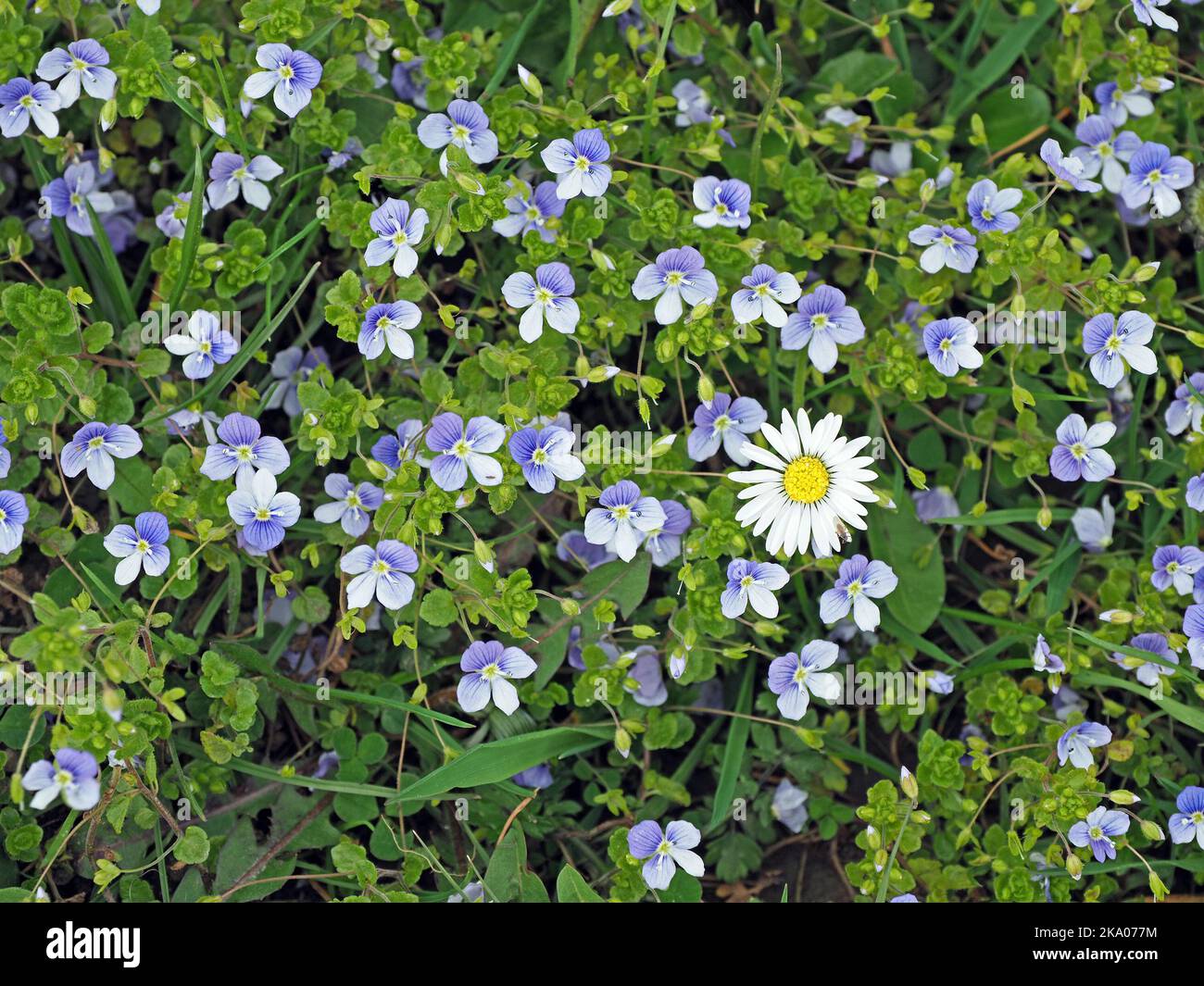 yellowy orange ‘disc florets’ of Common Daisy (Bellis perennis) surrounded by white ‘ray florets' amid sea of blue flowers of Speedwell (Veronica sp) Stock Photo