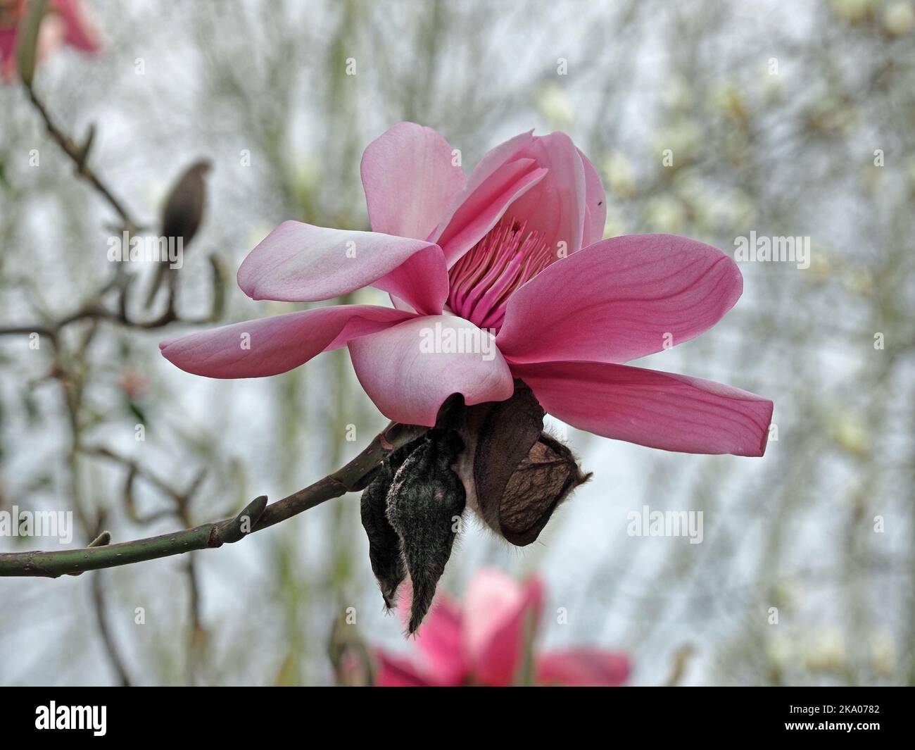 Magnolia tree surrey england hi-res stock photography and images - Alamy