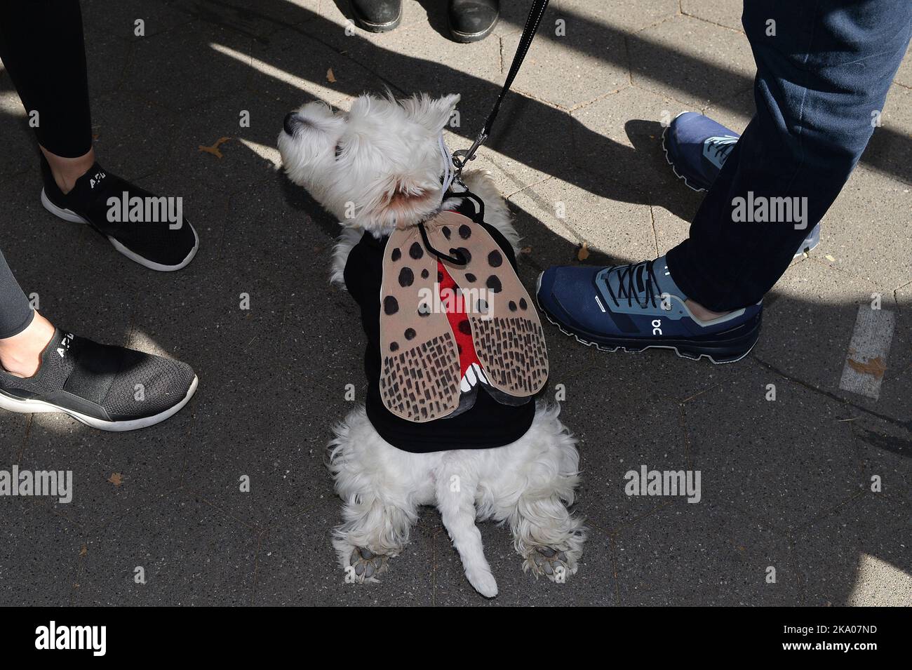 Washington Square News  New York's snazziest pooches: Halloween