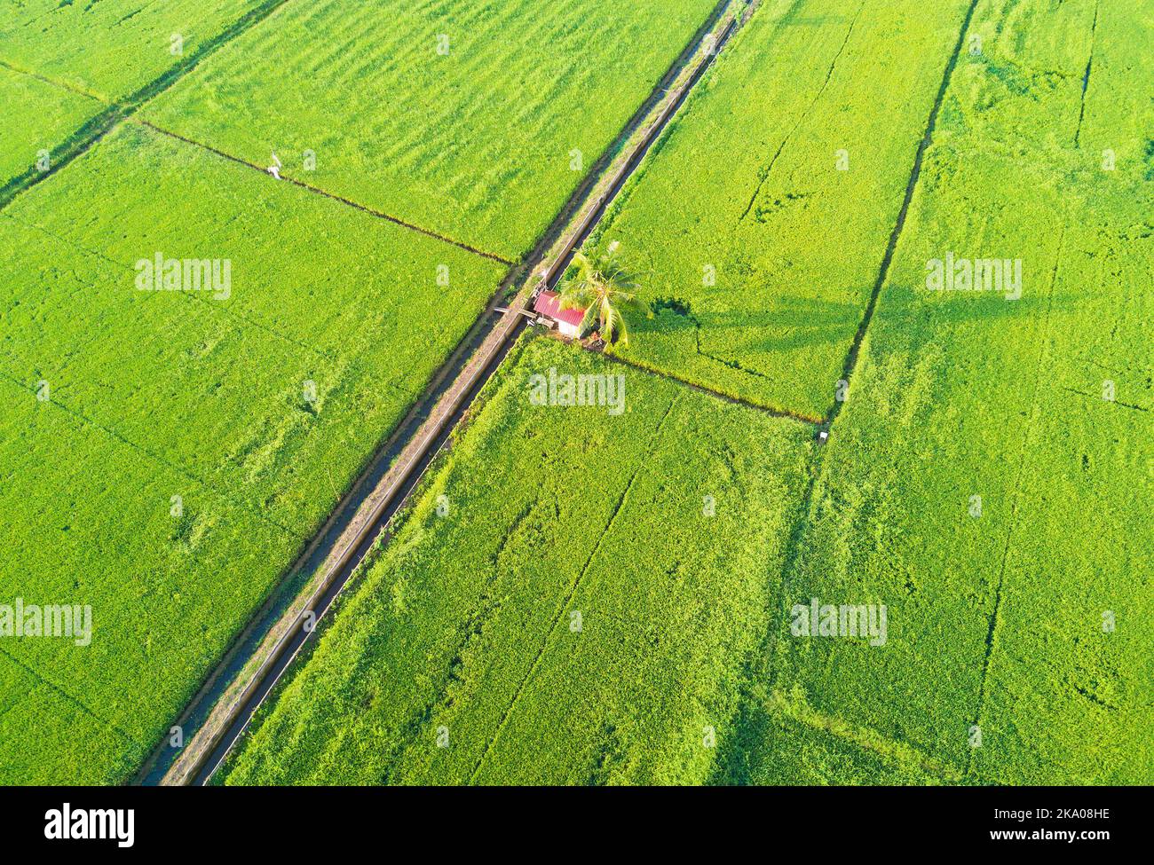 arial view of green paddy field on east asia during sunrise Stock Photo ...