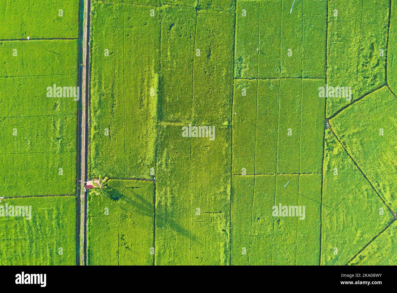arial view of green paddy field on east asia during sunrise Stock Photo ...