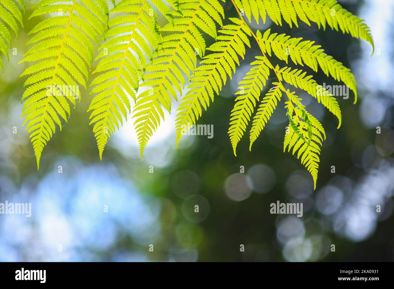 Green leaves over blur hi-res stock photography and images - Alamy