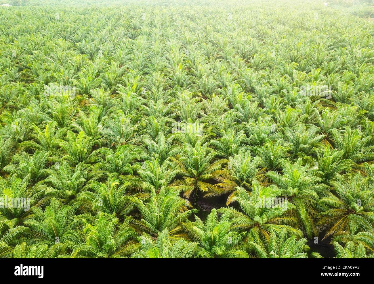 Oil Palm Plantation High Resolution