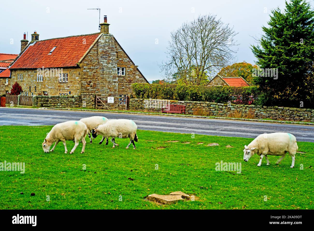 Sheep on village green at Goathland, cottage background feature as doctors house in tvs Heartbeat Series, North Yorkshire, England Stock Photo