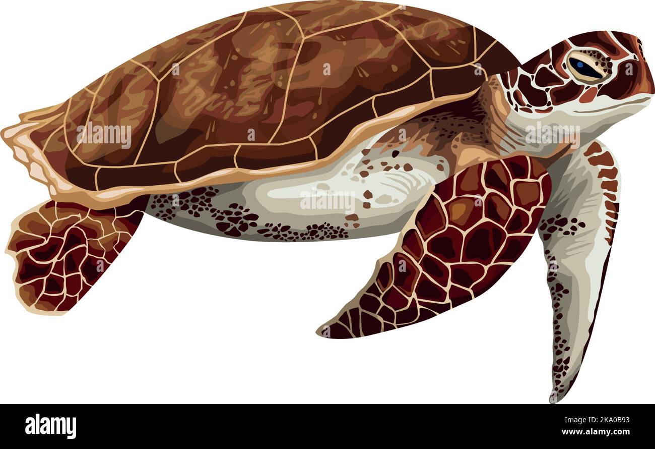 turtle marine life animal Stock Vector Image & Art - Alamy