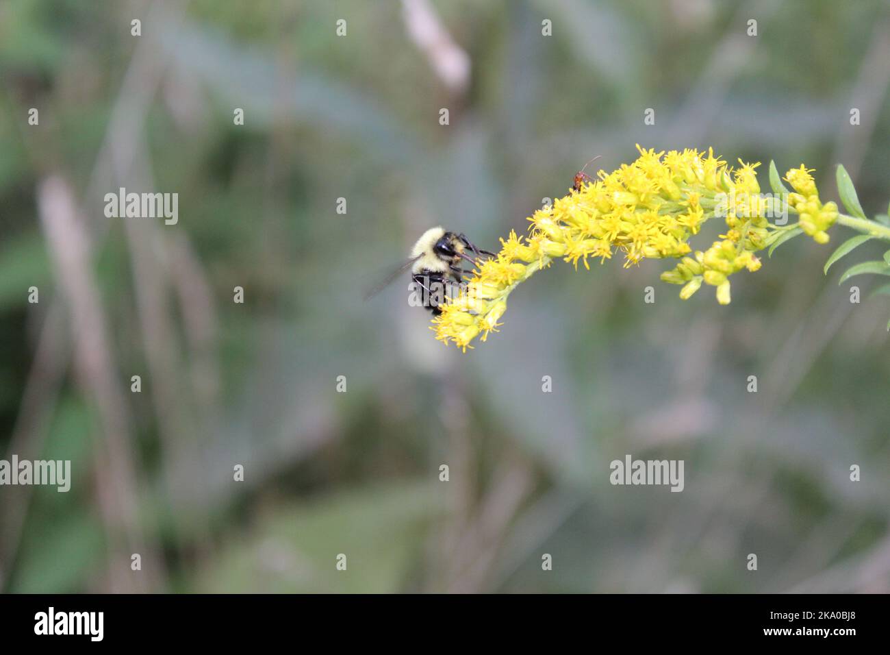 Happy insect hi-res stock photography and images - Alamy