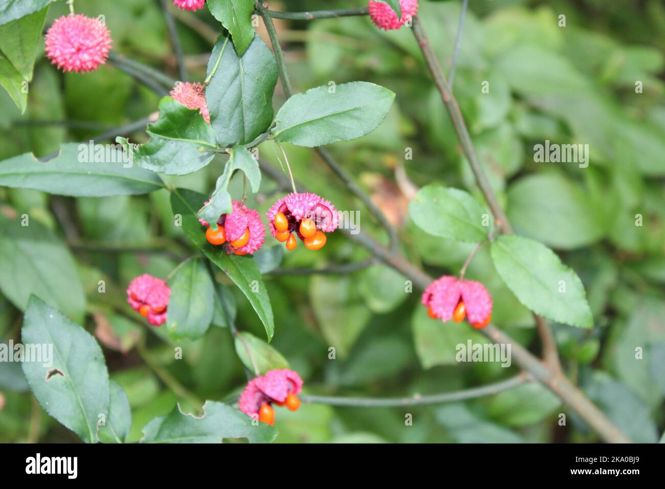 Hearts are bursting for these bright colored strawberry bush Stock Photo