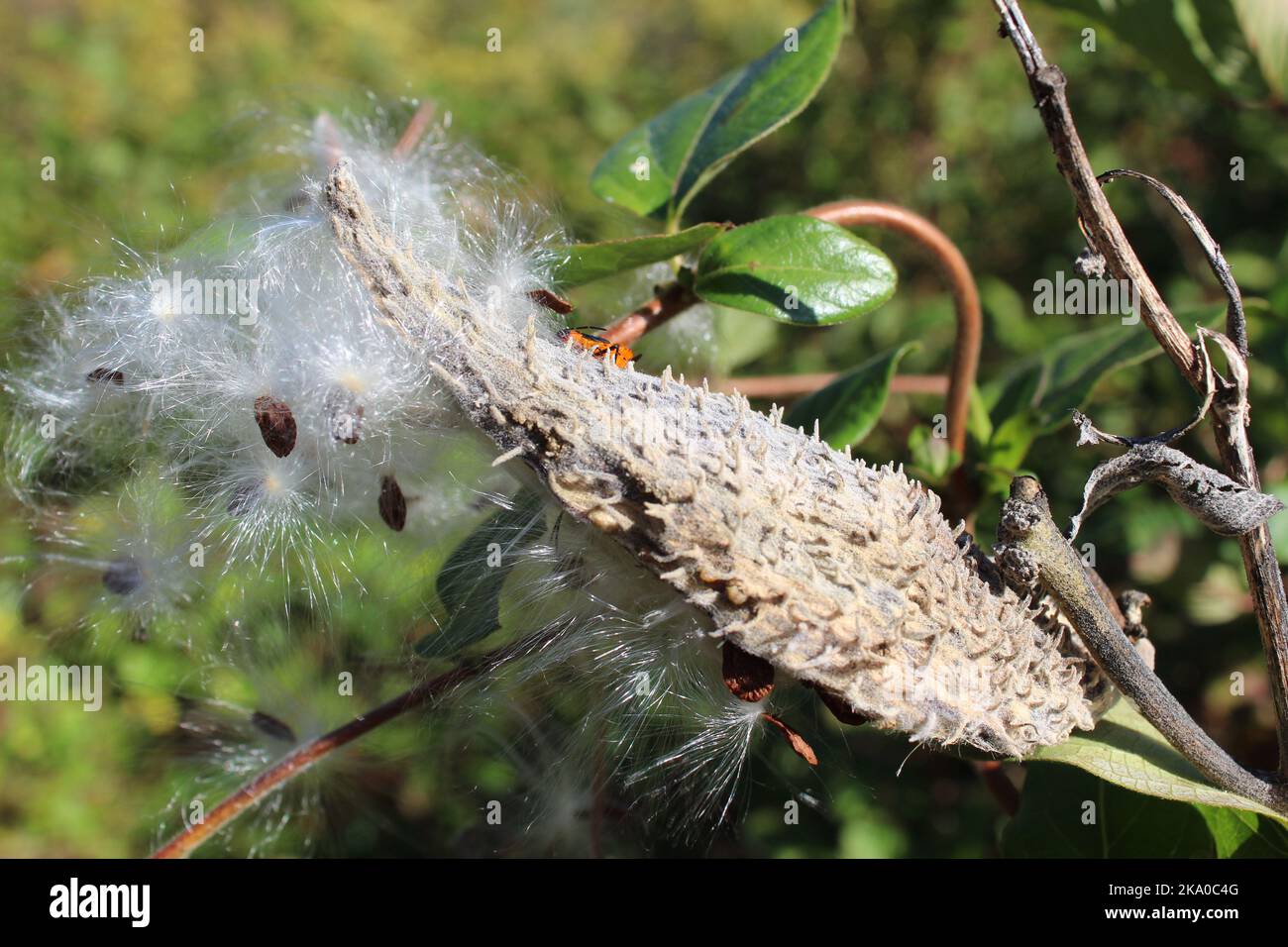 milkweed plant with pods Stock Photo Alamy