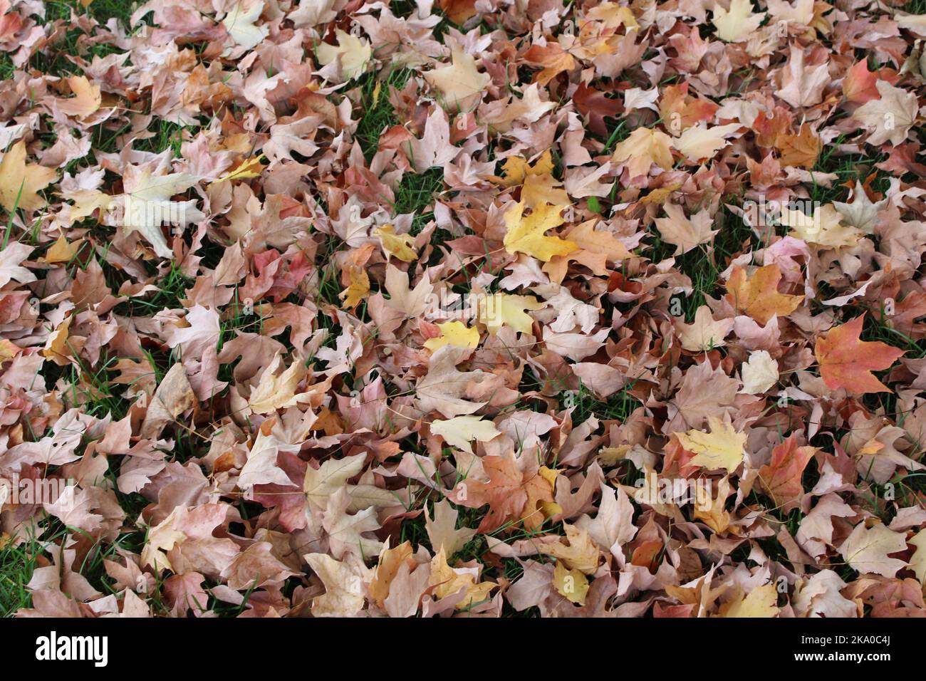 Fallen leaves make a blanket on the ground Stock Photo Alamy