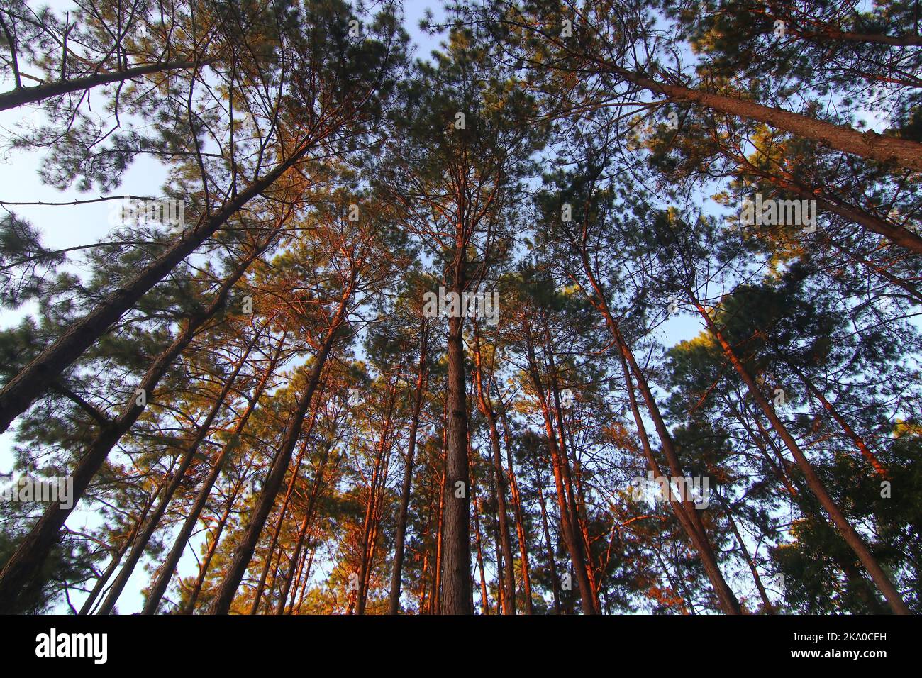 green pine tree forest with beautiful sky background Stock Photo - Alamy
