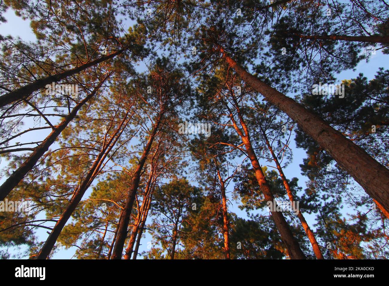 green pine tree forest with beautiful sky background Stock Photo - Alamy