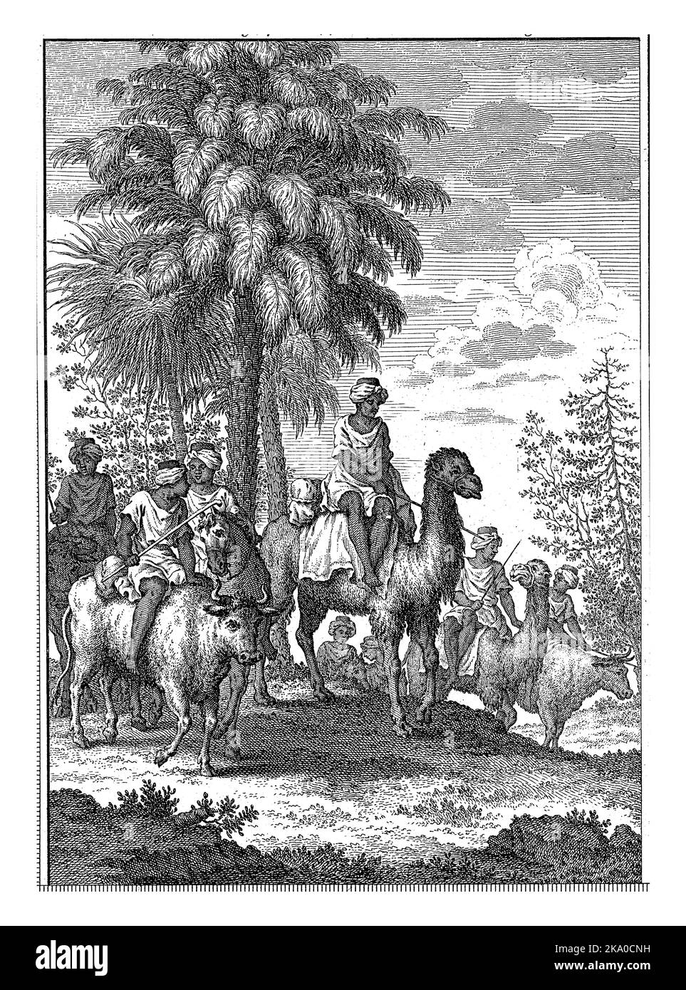 Men with turbans on their heads bring gum in leather bags to Senegal. They ride through a landscape with palm trees, on camels, oxen and horses. Stock Photo