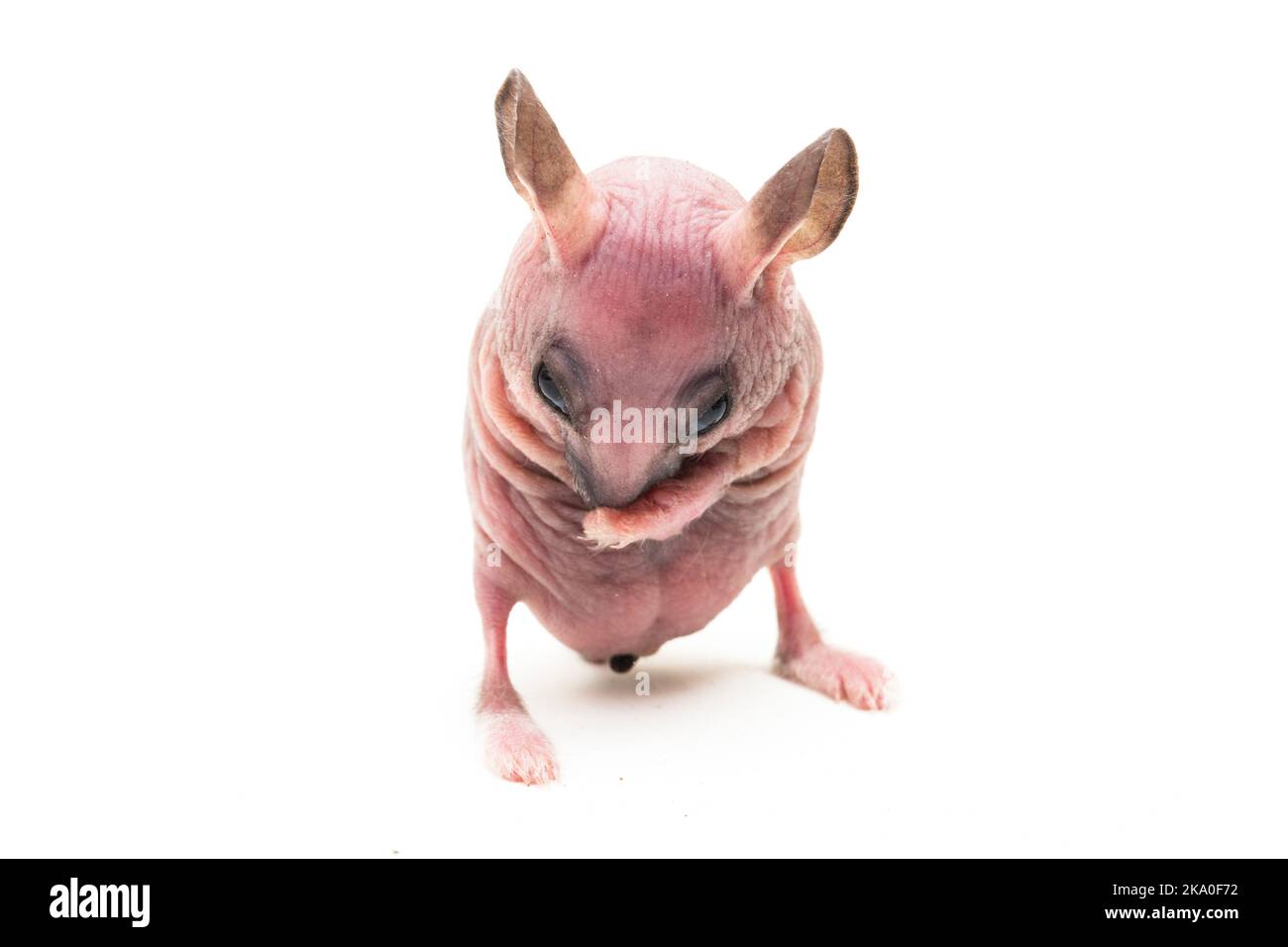 Hairless hotsell syrian hamster