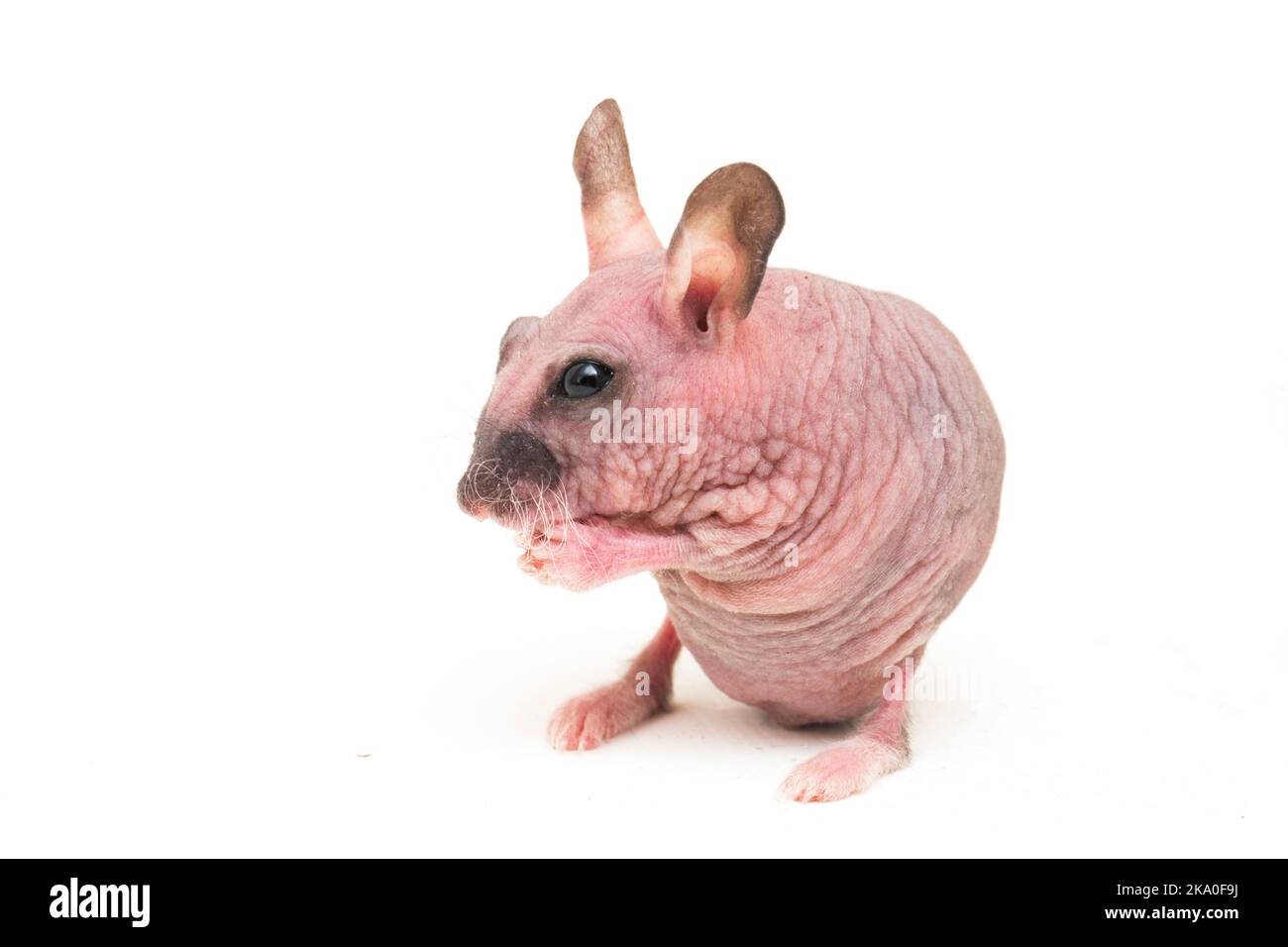 Cute dwarf Hairless hamster isolated on white background Stock Photo