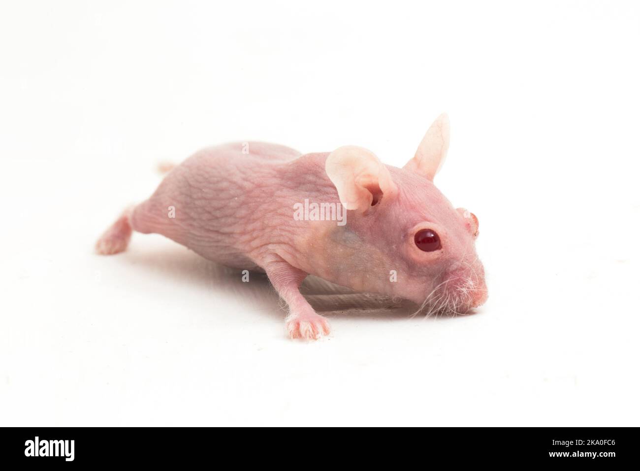 Cute dwarf Hairless hamster isolated on white background Stock Photo