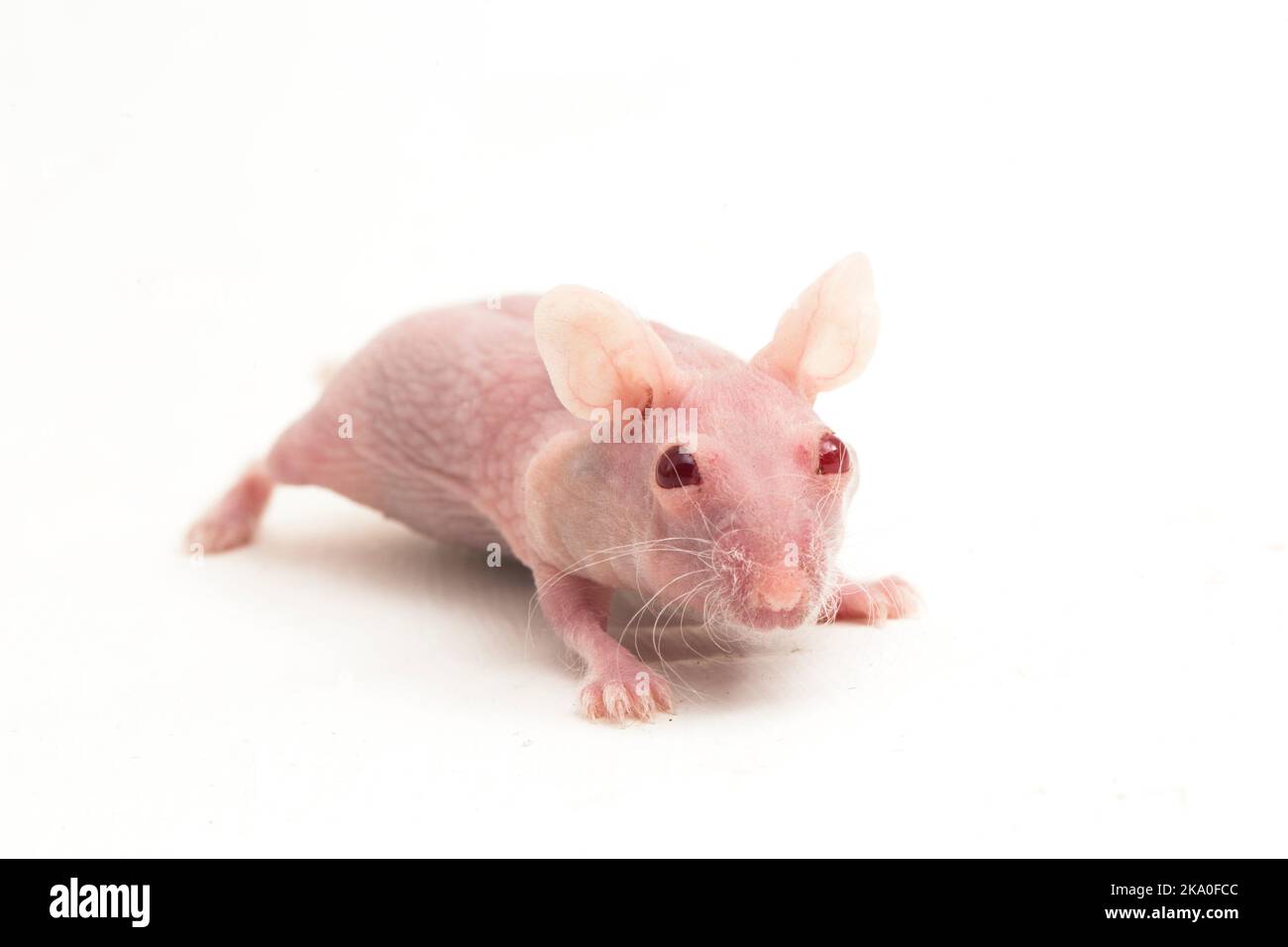 Cute dwarf Hairless hamster isolated on white background Stock Photo