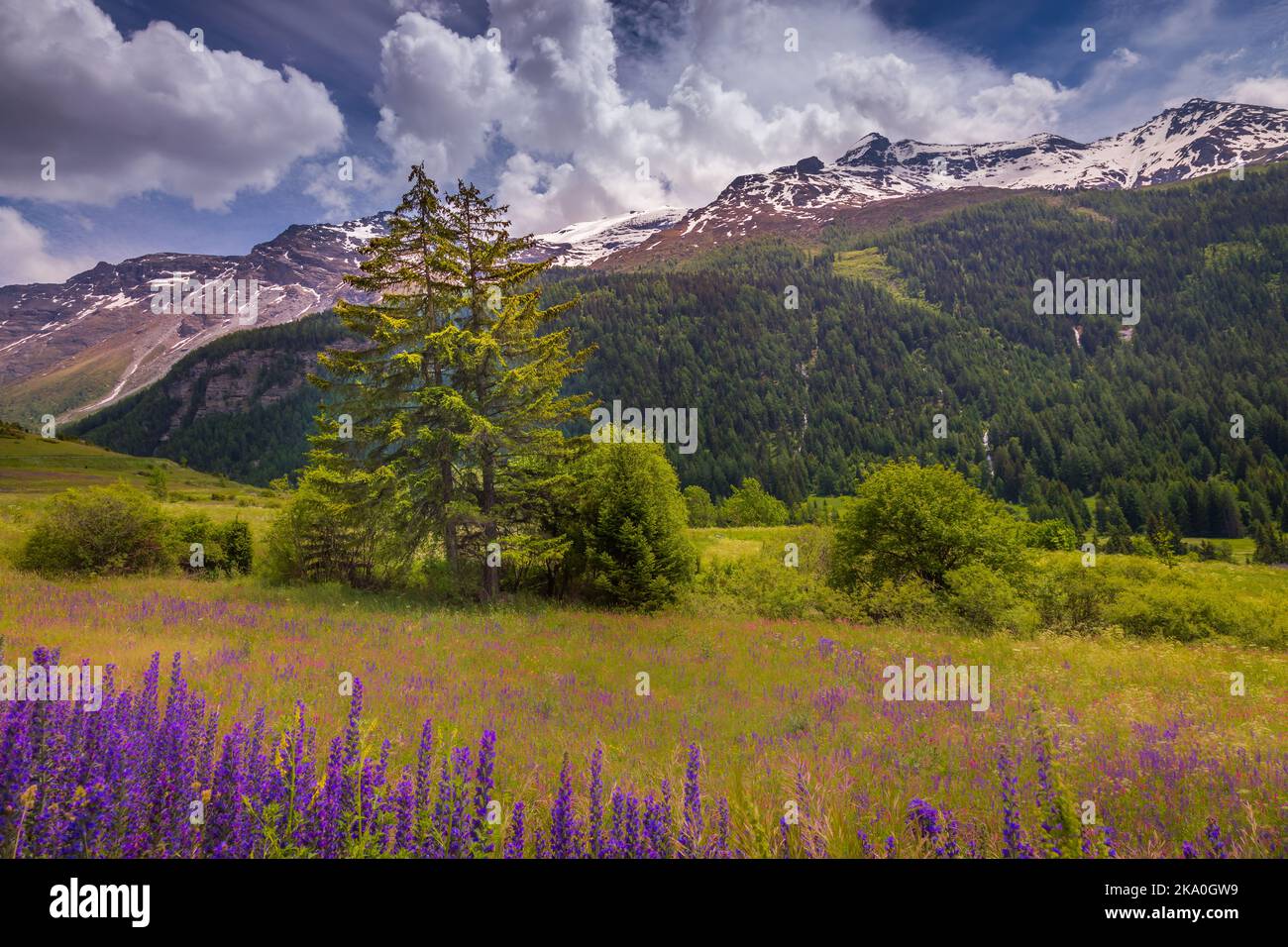 Valley landscape of Haute Savoie with wildflowers at springtime, France