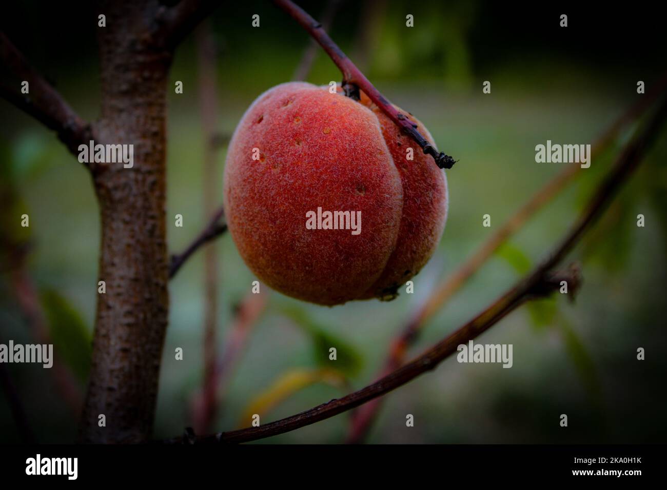 Sweet and tasty peach ripped and ready to pick and eat Stock Photo Alamy